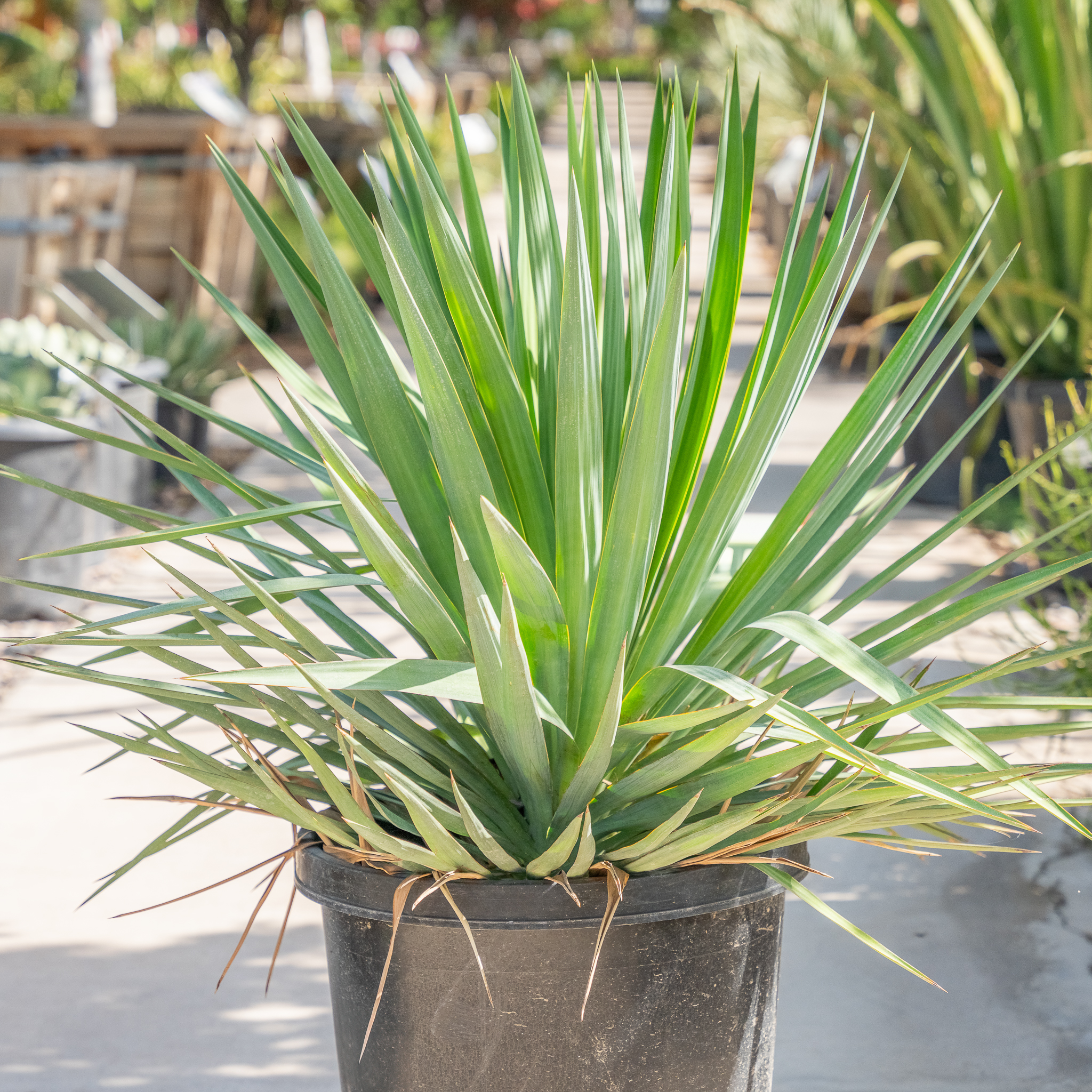 Yucca Pendula 2.jpg